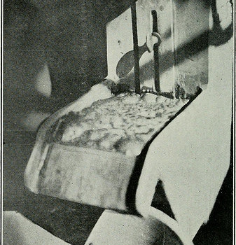Image from page 341 of “Bulletin” (1905)